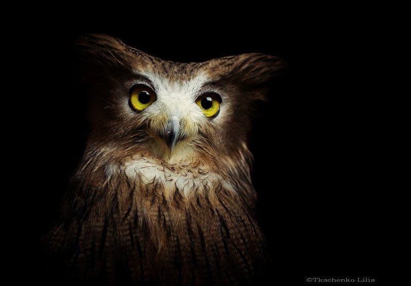 Саймон фото превью