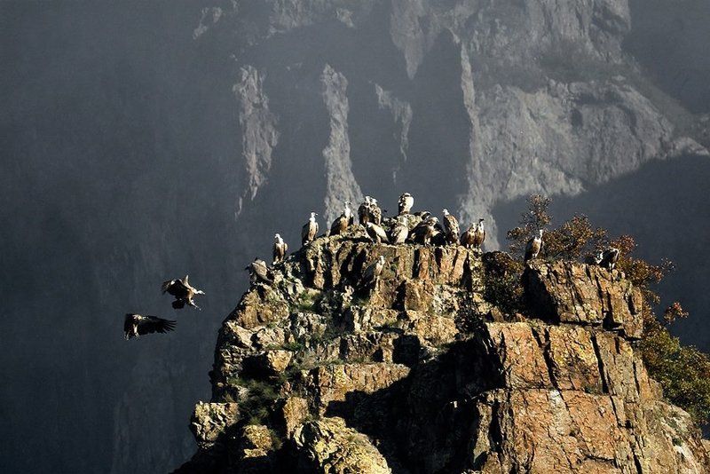 грифон  фото превью