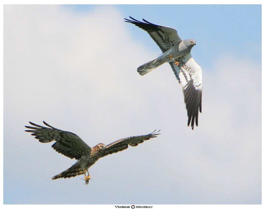 луговые, луни, &copy; =Vladimir Meshkov=