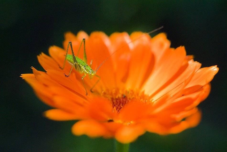 кузнечик, цветок, Simeon Kolev