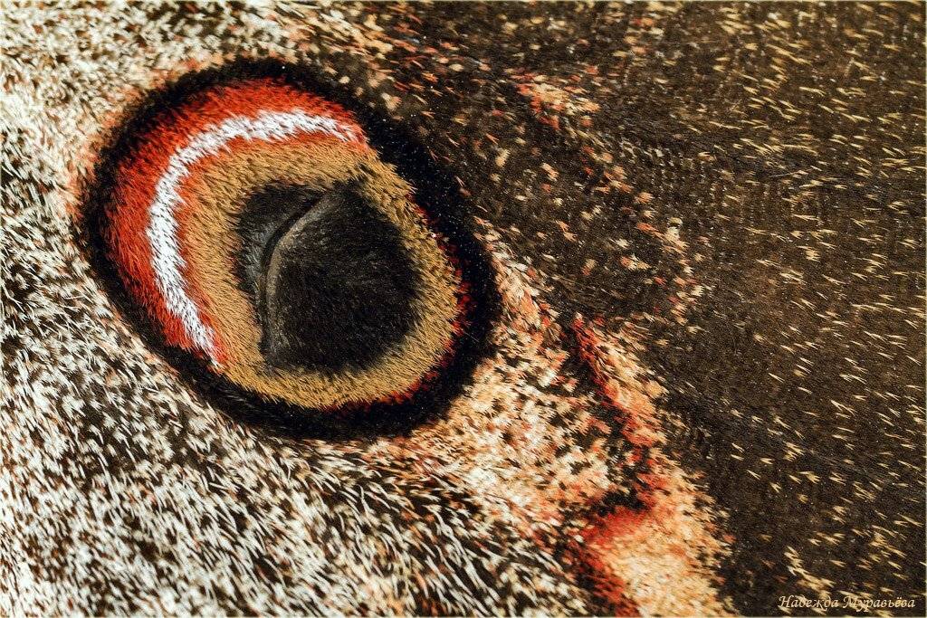 павлиноглазка, крыло, глаз, Надежда Муравьёва