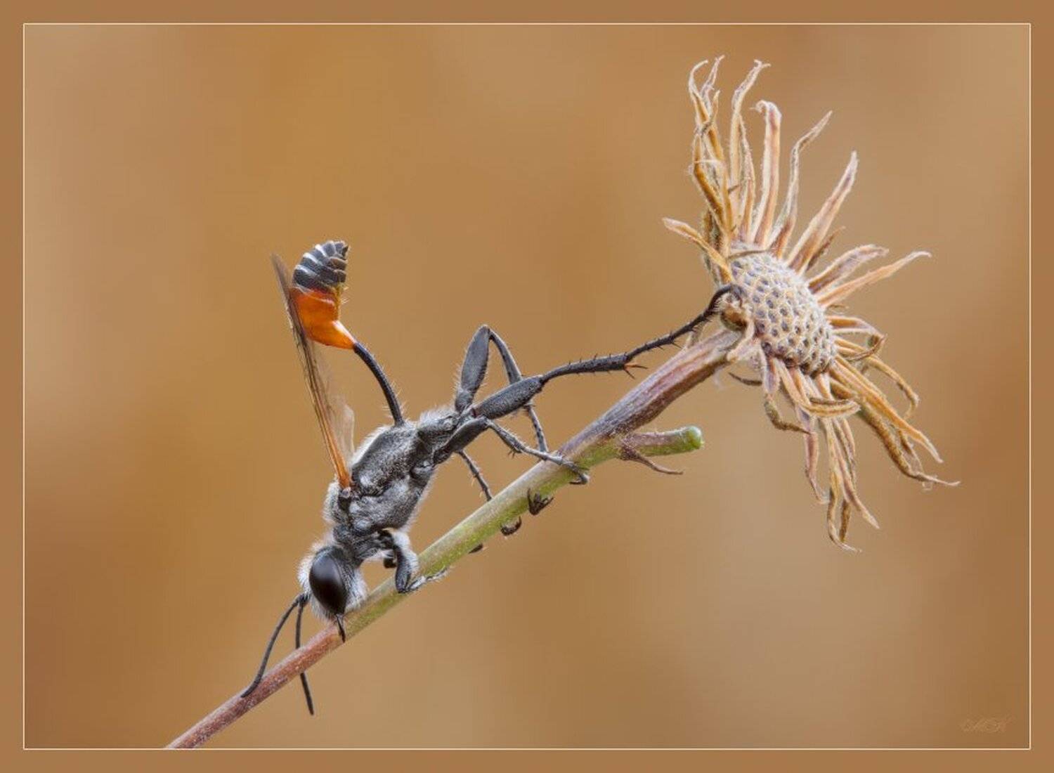 оса, Miron Karlinsky