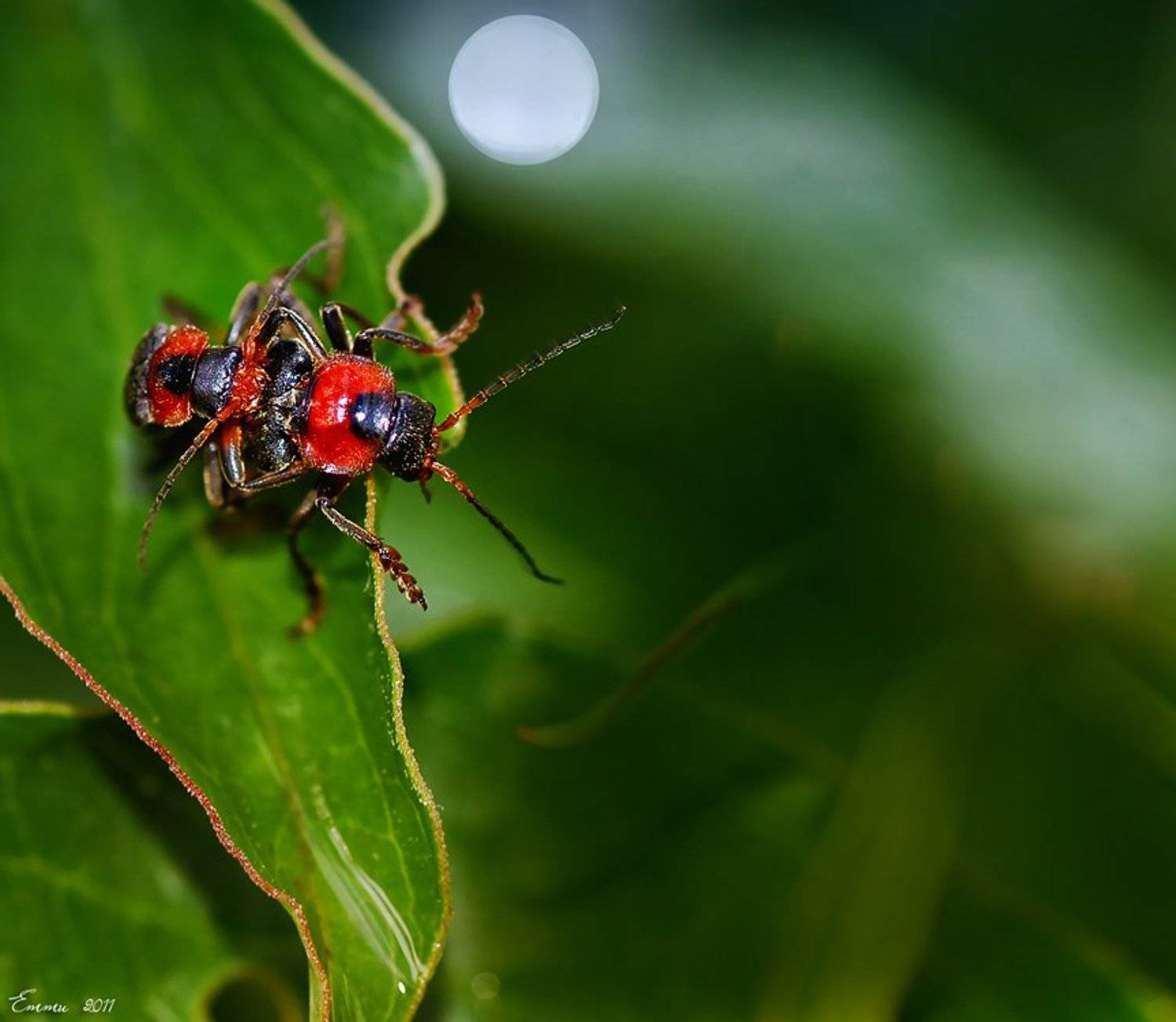 макро, природа, , насекомое, етти