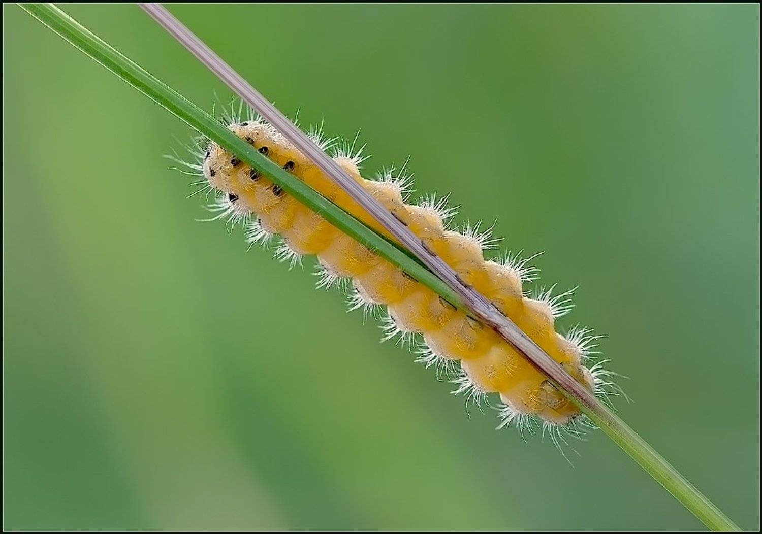 , Евгений Кирилкин.