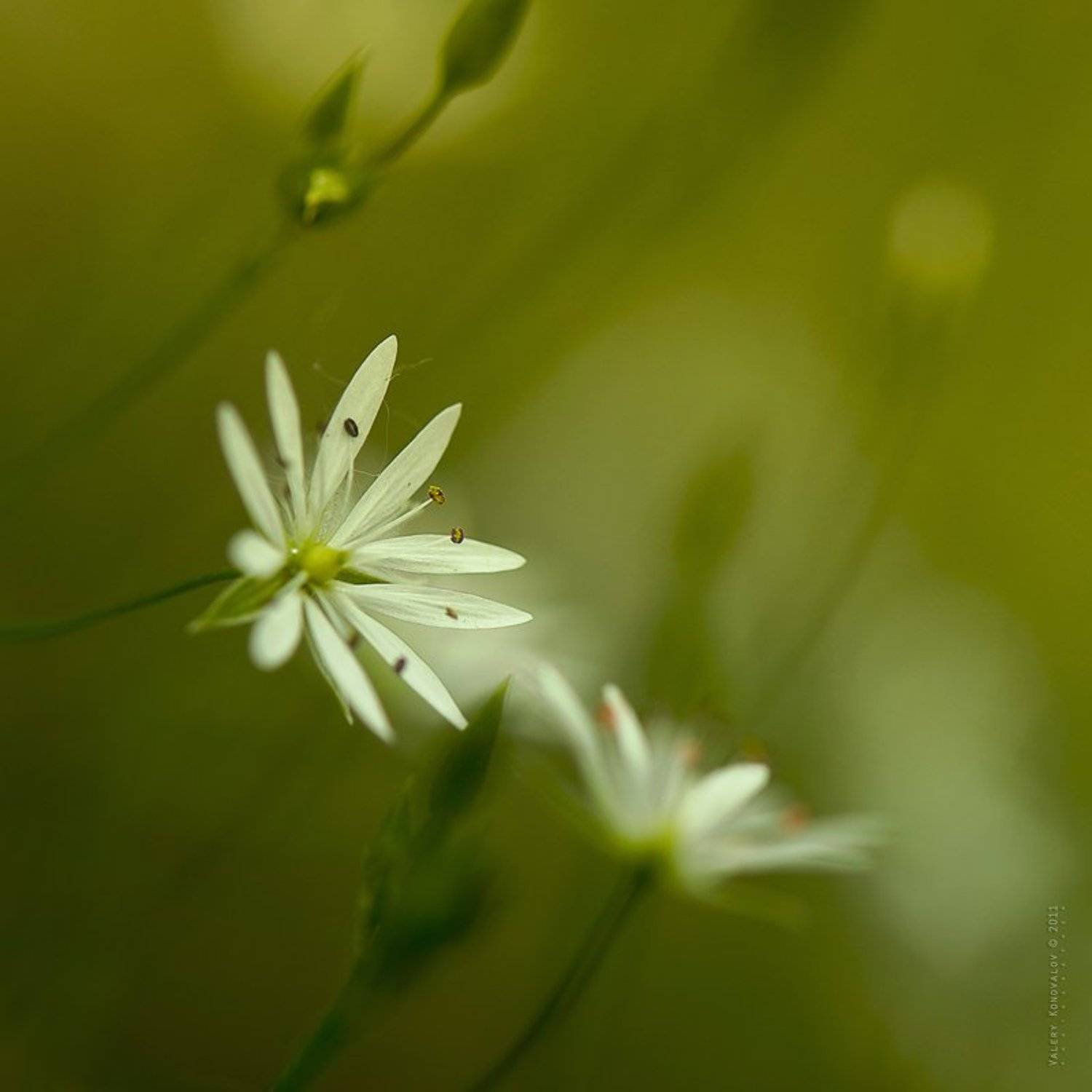, Валерий Коновалов