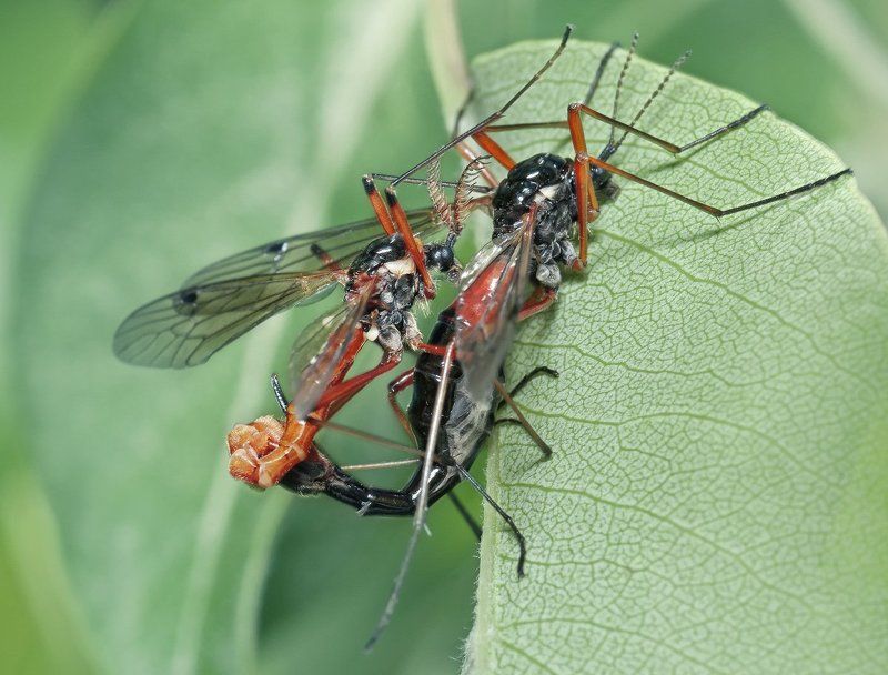 micro-nikkor af 105mm f/2.8 d, макро, raynox 250, nikon d80 Байкеры фото превью