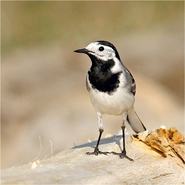 природа, птицы, трясогузка, Дмитрий Алексеев