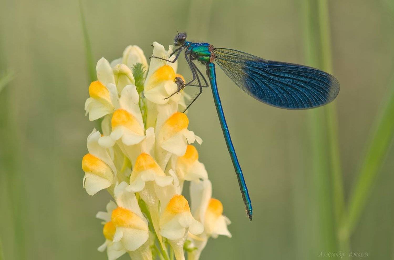, Александр Юкарев