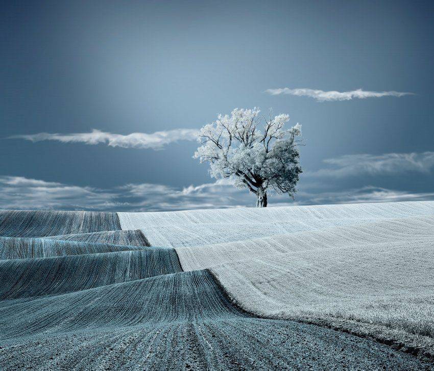 tree, land, grass, ir, clouds, sky, blue, leaf, Caras Ionut