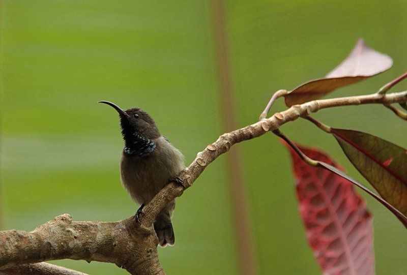 сейшельские острова, bird, seyshelles  фото превью
