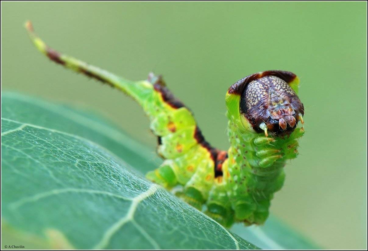гусеница, гарпия, бабочка, Александр Чувилин
