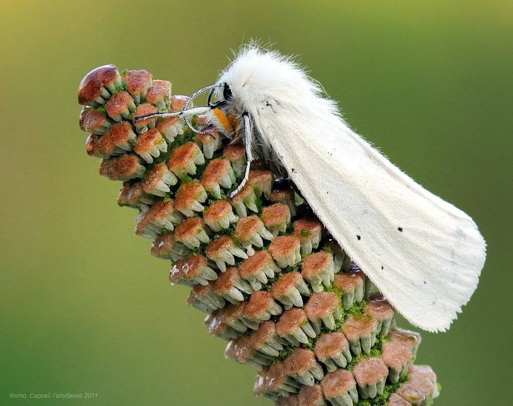 , Сергей Голубенко