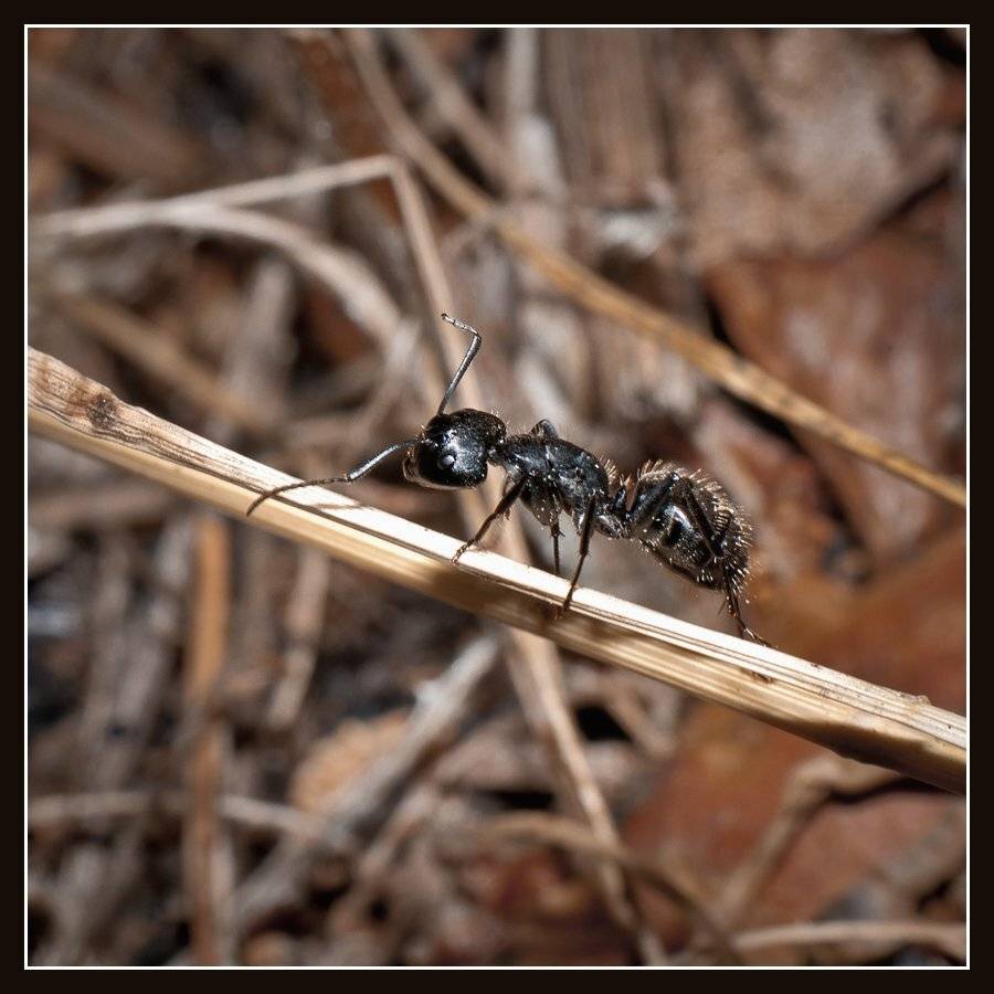 , Алексей Соловей