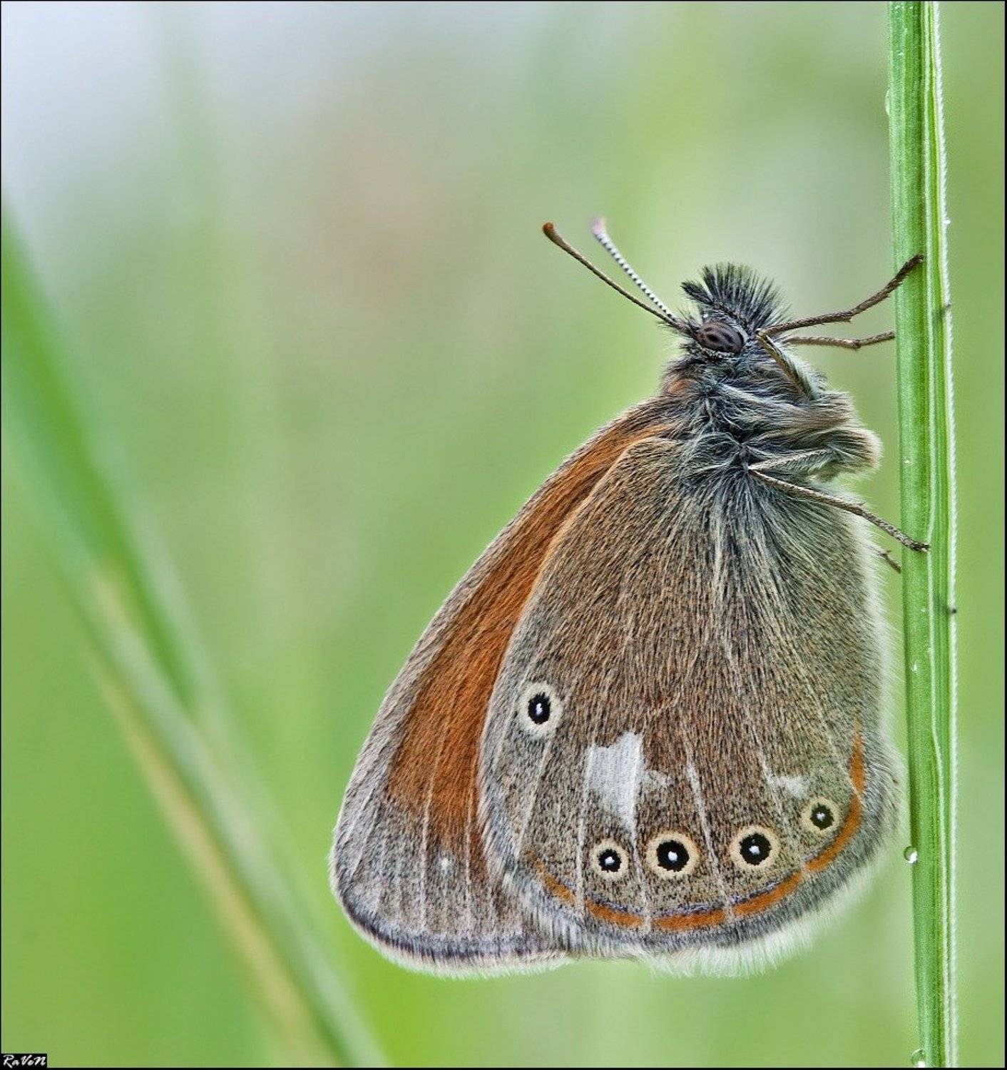 природа, бабочка, макро, Антон Милюганов