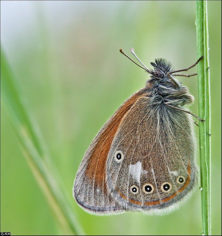 природа, бабочка, макро  фото превью