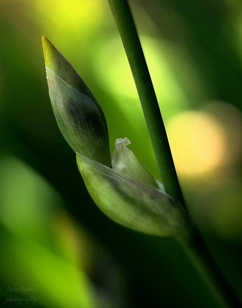irises, macro, цветы, растения, flowers, plants, ирисы, макро, Мамакова Анжелика