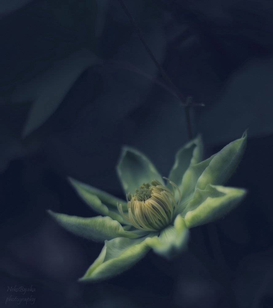 макро, цветы, clematis, macro, flowers, plants, клематис, растения, Мамакова Анжелика