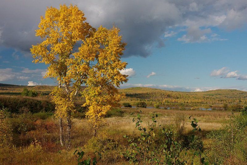 тополь, осень  фото превью