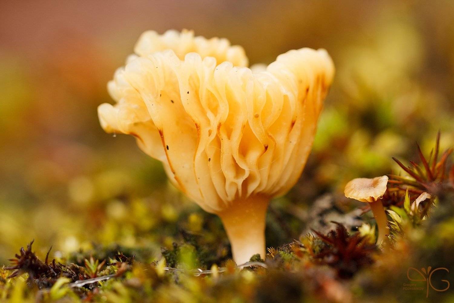 macro, rain, karelia, lehmalahti, дождь, макро, лехмалахти, карелия, fungi, грибочек, гриб, Григорий Пожванов