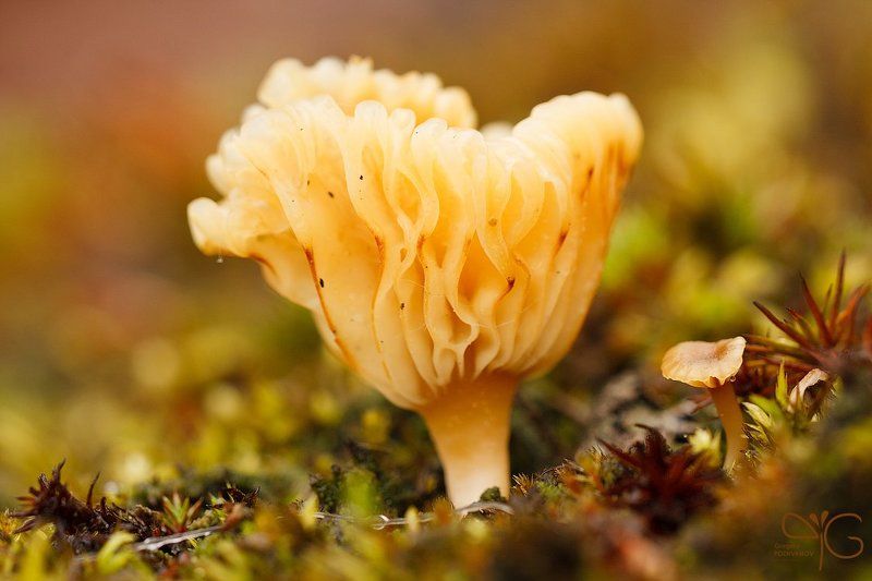 macro, rain, karelia, lehmalahti, дождь, макро, лехмалахти, карелия, fungi, грибочек, гриб  фото превью