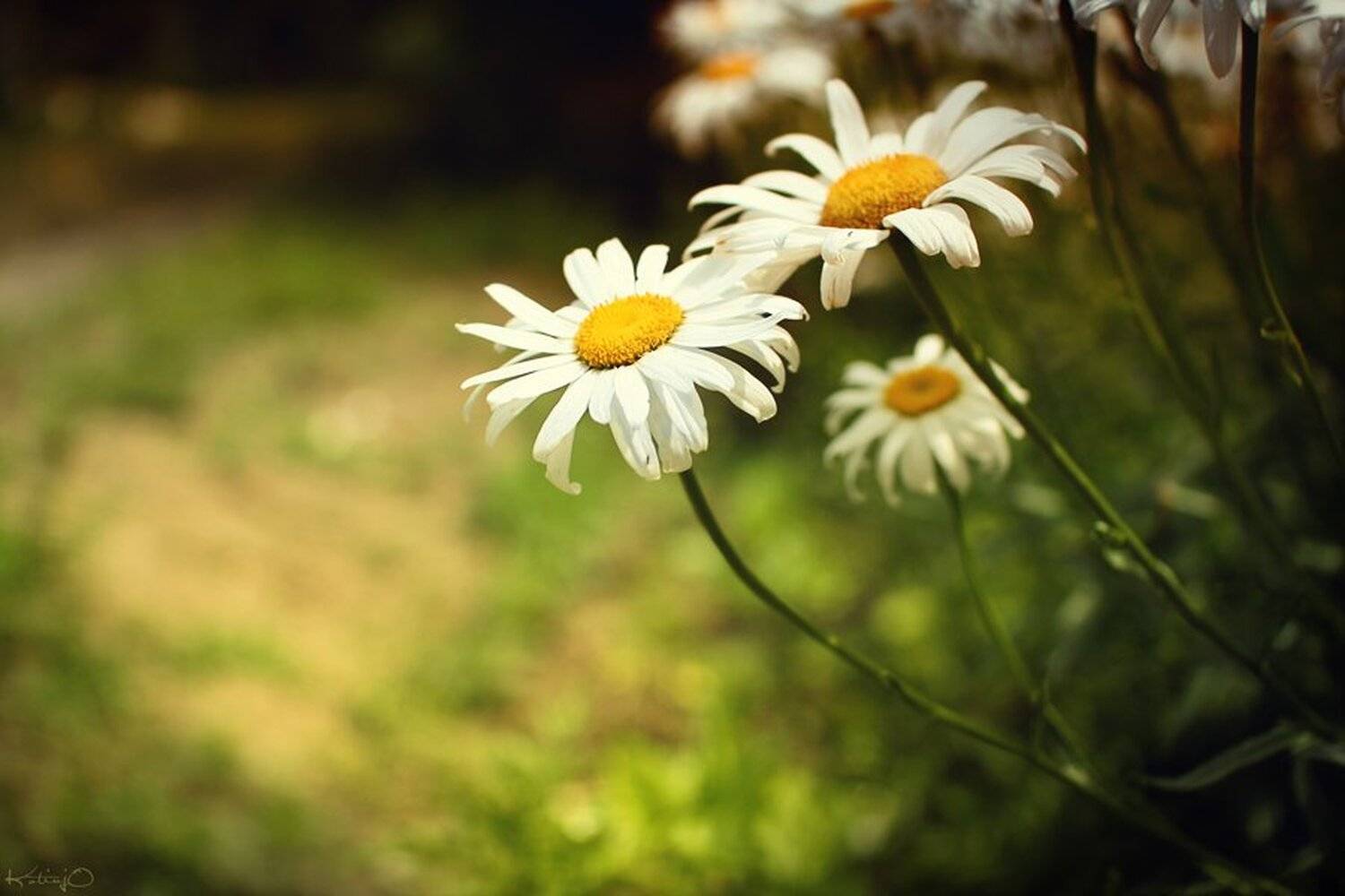 ромашки, Артём