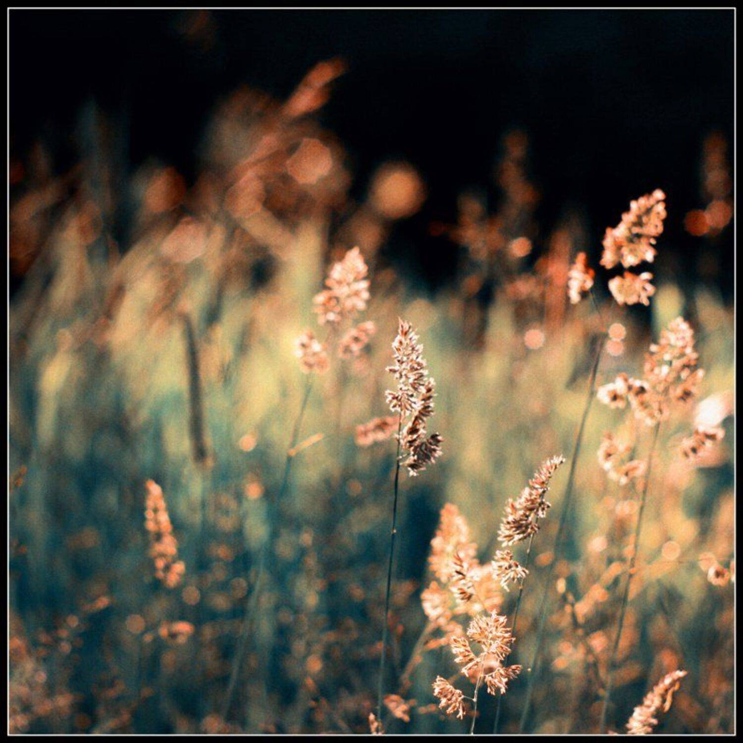 , Константин Стародубцев