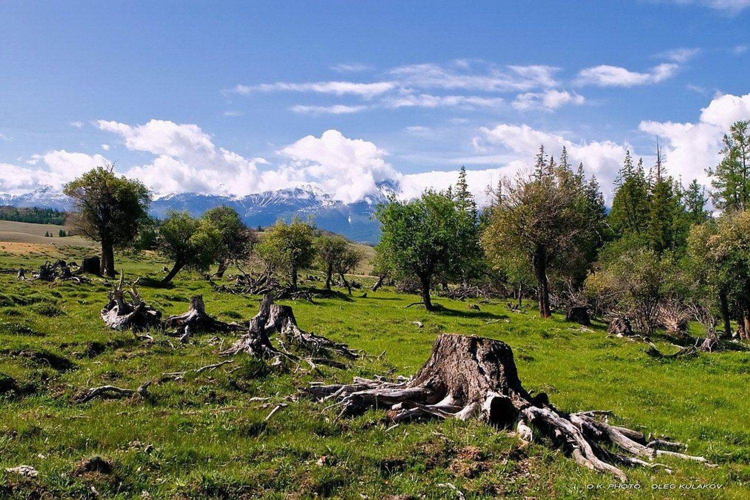 ok-photo, oleg kulakov, олег кулаков, июнь, на северо-чуйском, горы, алтай, , горный алтай, Олег Кулаков