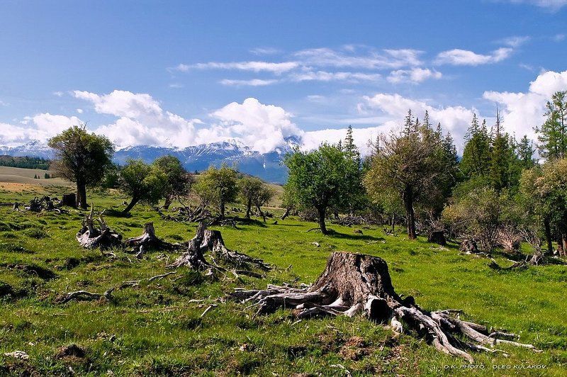 ok-photo, oleg kulakov, олег кулаков, июнь, на северо-чуйском, горы, алтай, , горный алтай  фото превью