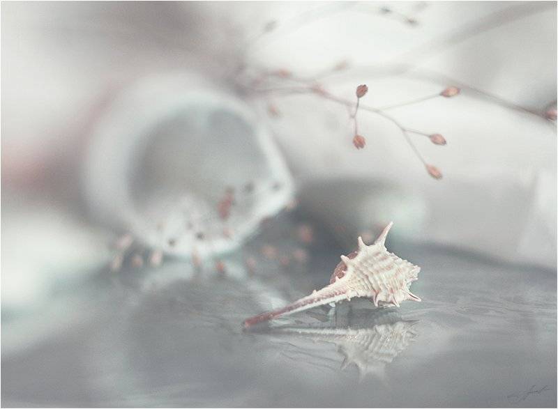 , Svoboda Andreeva