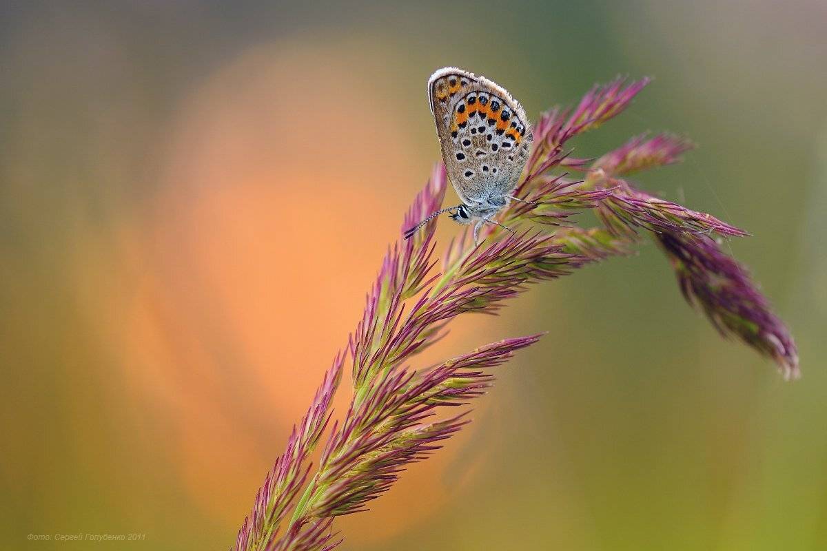 , Сергей Голубенко