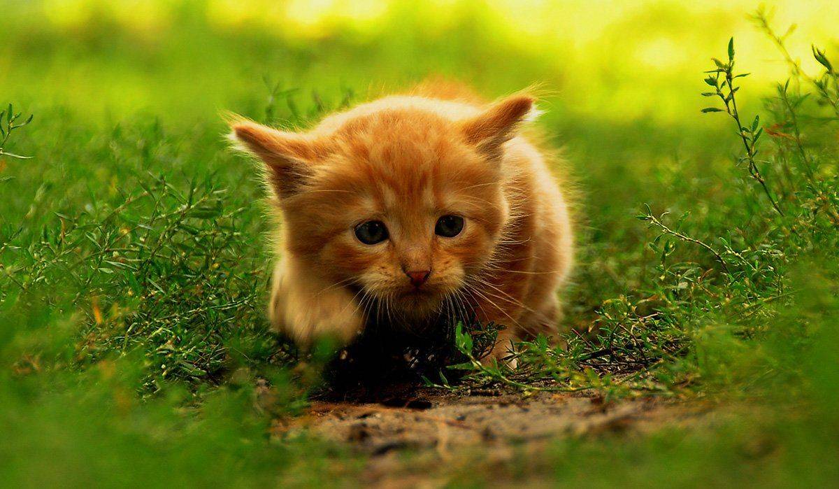 , Валерий Смирнов