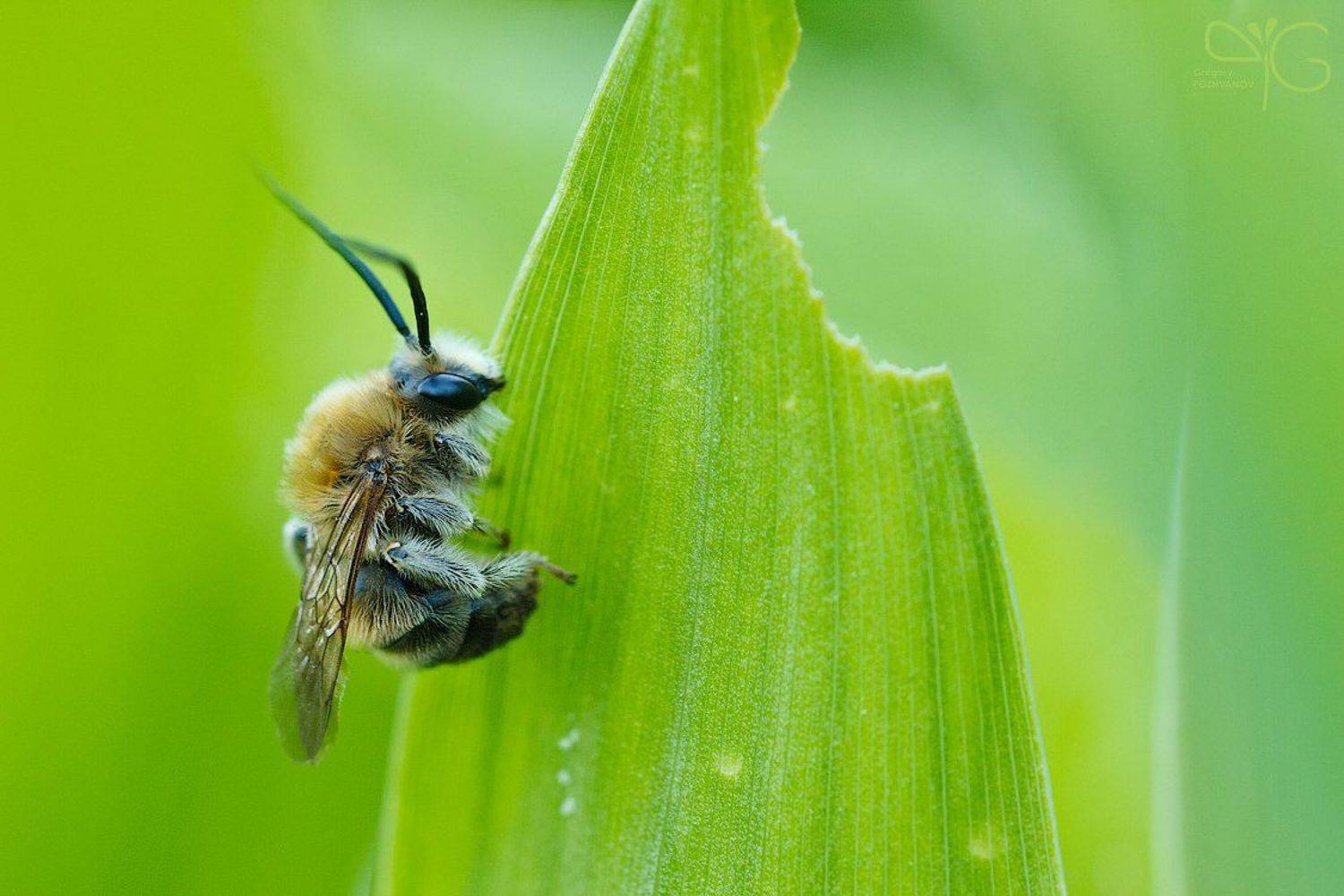 макро, сон, пчела, лето, ландыш, вечер, bee, macro, sleep, summer, evening, Григорий Пожванов