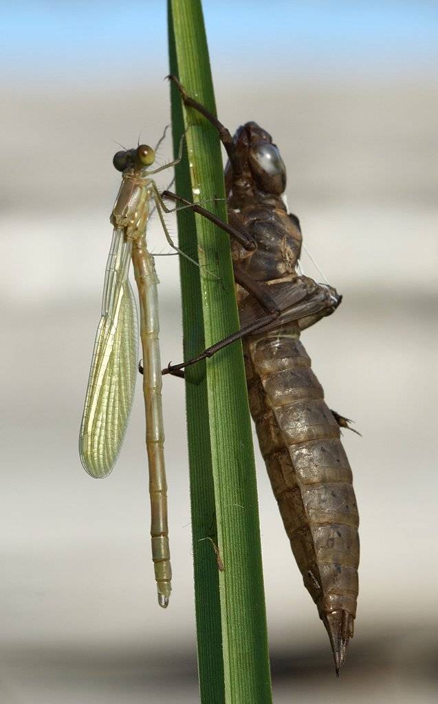 экзувий, стрекоза, Сергей Таланов