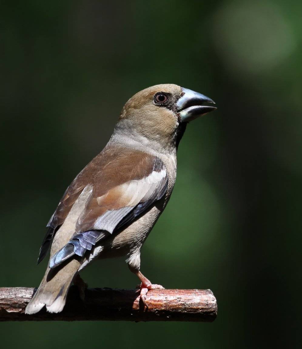 дубонос, птицы, животные, Зоя Лаптева