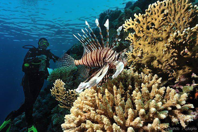 underwater, diving, egypt, photography, Nadya Kulagina