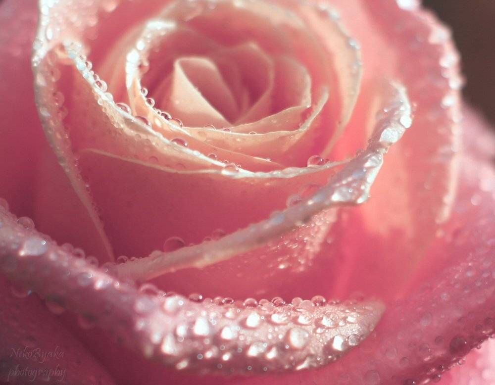 flowers, цветы, розы, роза, roses, макро, macro, капли, drops, Мамакова Анжелика