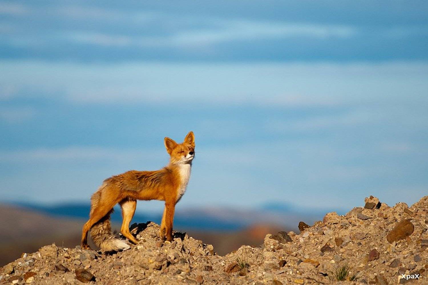 лис, Иван Кислов