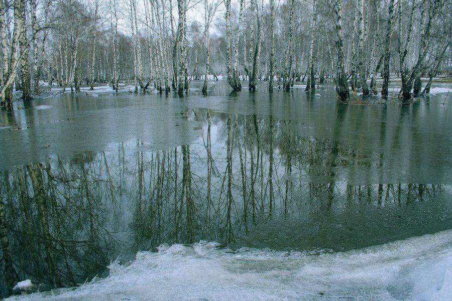 берёзы, вода, апрель, весна, Николай Морский