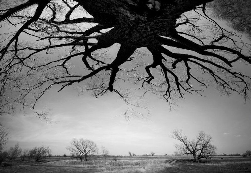 дерево, природа, пейзаж, панорама, чб, жанр  фото превью