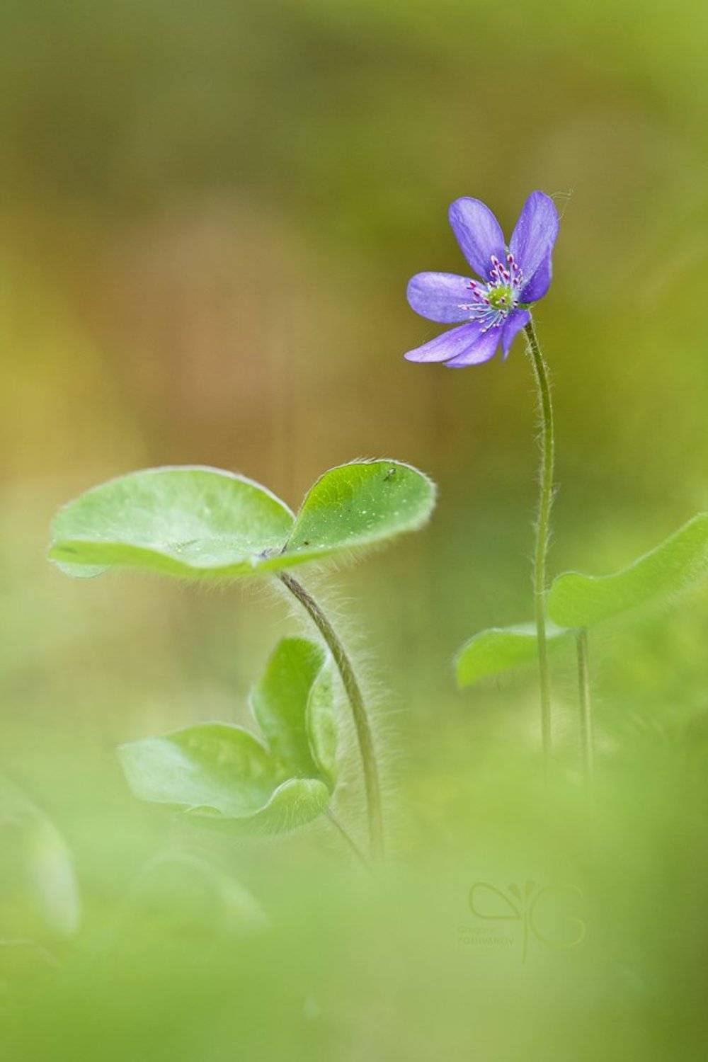 lehmalahti, лехмалахти, karelia, карелия, весна, spring, lo, ло, nobilis, hepatica, печеночница, Григорий Пожванов
