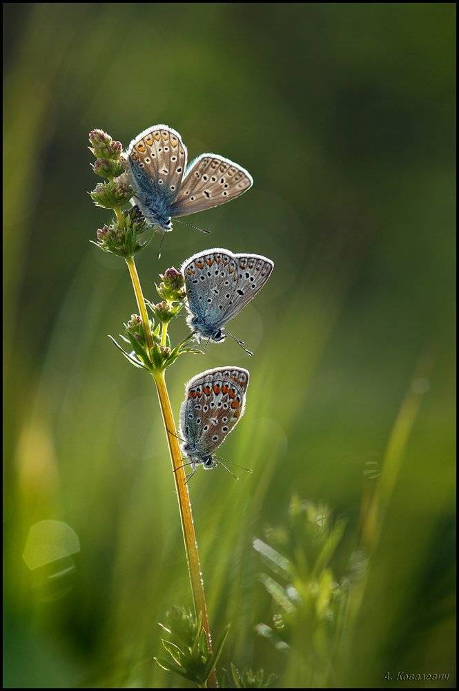 , Ковалевич А.