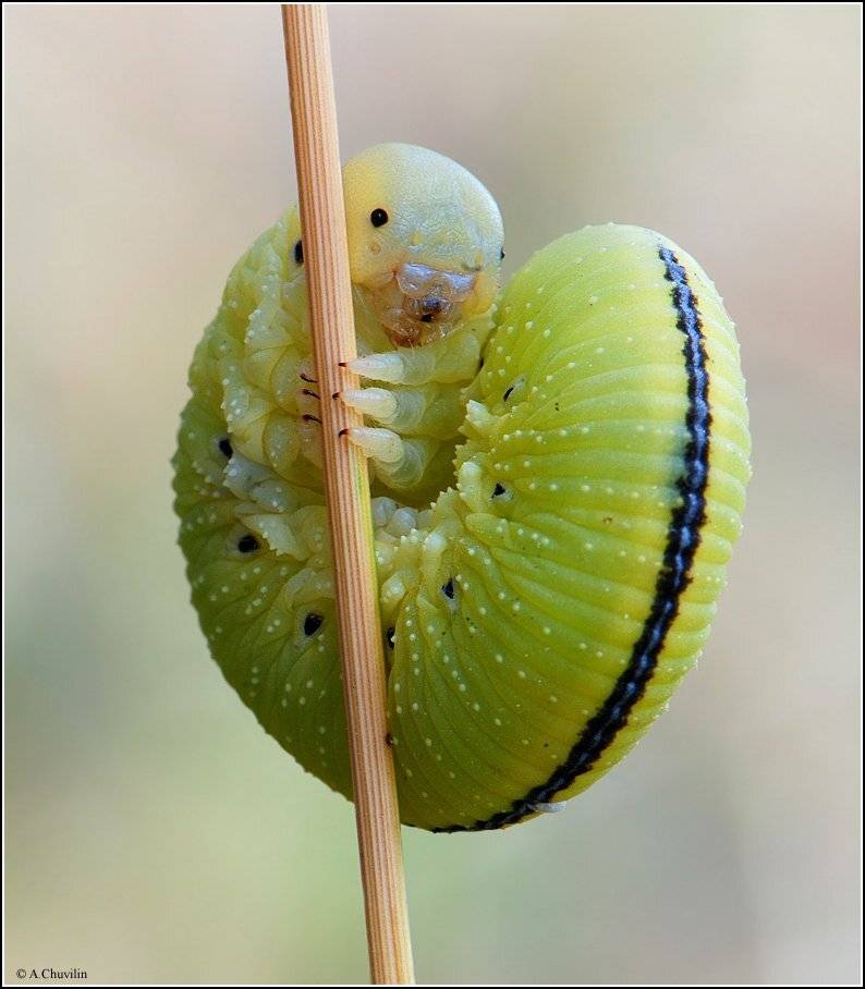 гусеница, берёзовый, пилильщик, Александр Чувилин
