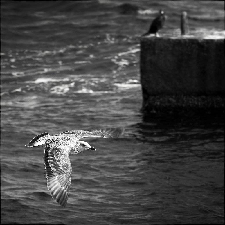 крым, кацивели, Лариса Гурьева