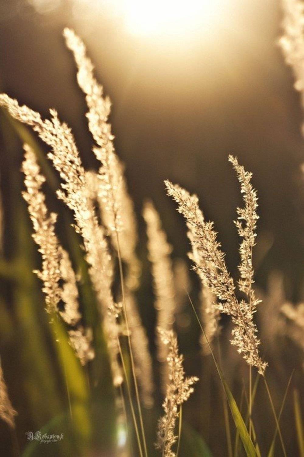 , небо, пух, лето, поле, красное, солнце, свет, закат, пейзаж, трава, Anton