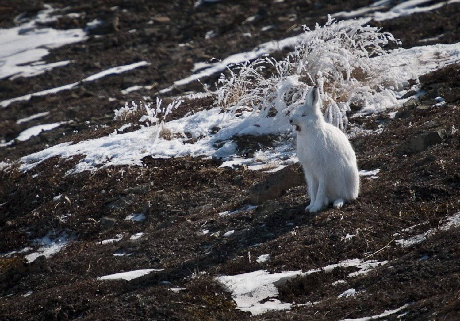 заяц, Иван Кислов