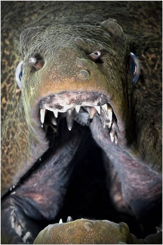 мурена, красное море, Олег Федин