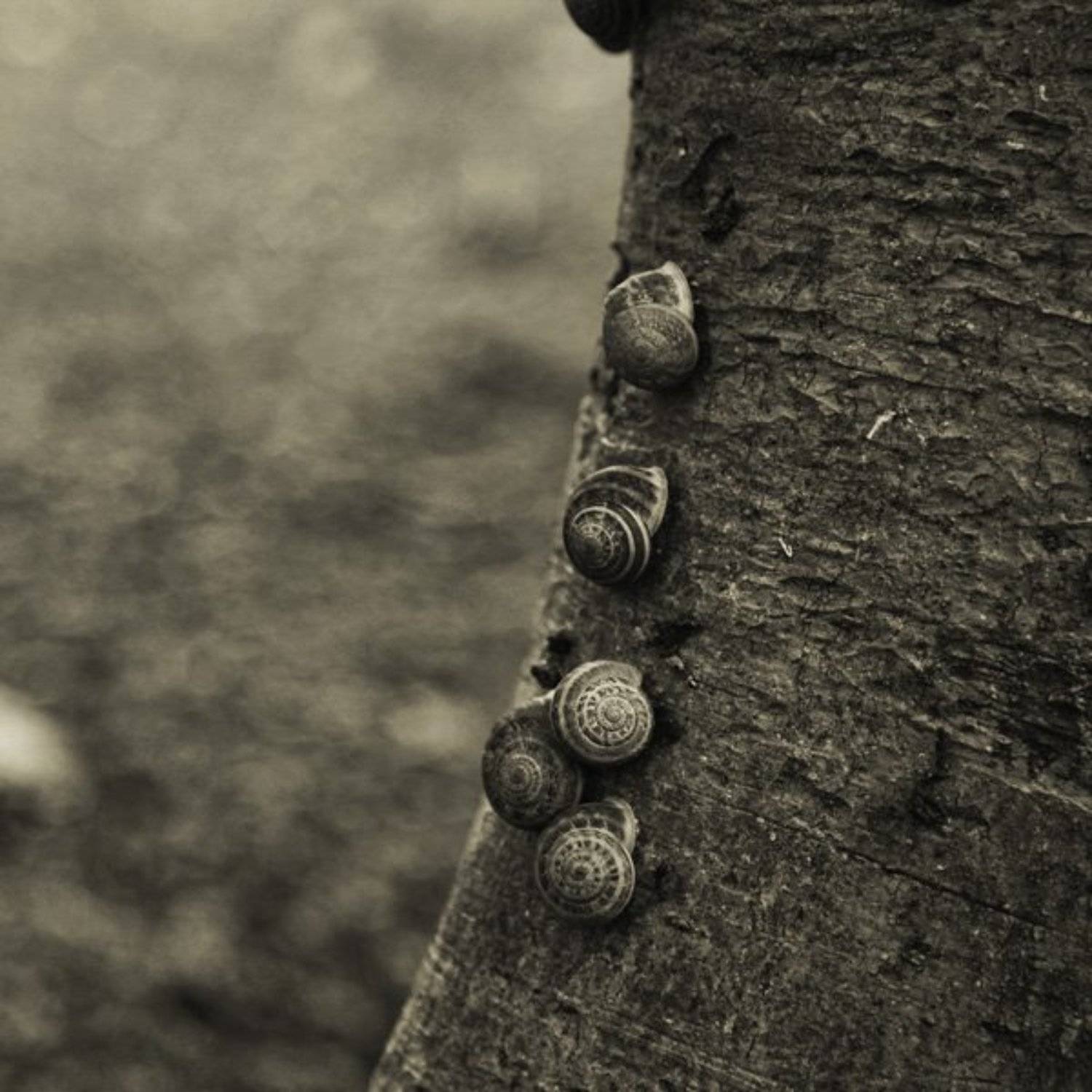 улитка, дерево, Артем Кодолов