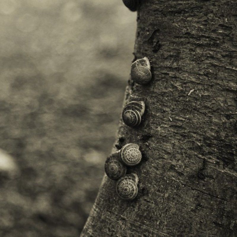 улитка, дерево  фото превью