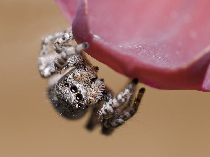 паук, скакун, макро, micro-nikkor af 105mm f/2.8 d, nikon d80 Маленький на аленьком фото превью