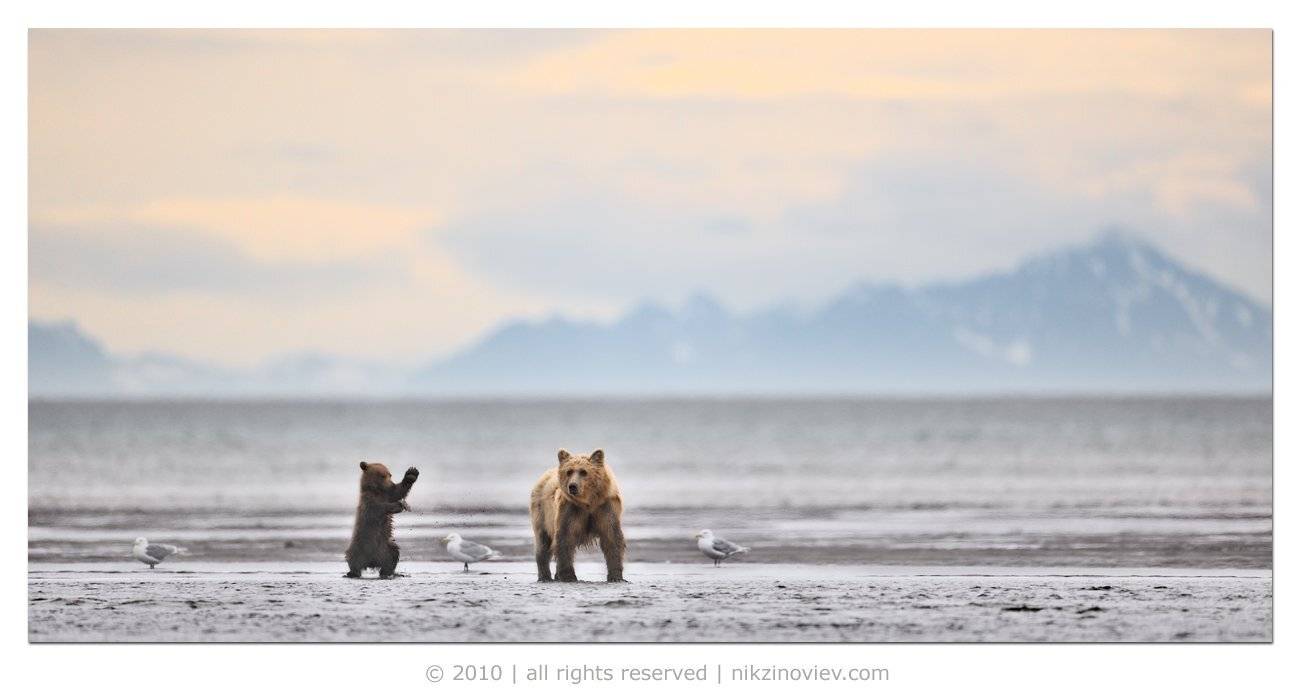 бурый медведь, дикая природа, животные, зиновьев николай, Николай Зиновьев